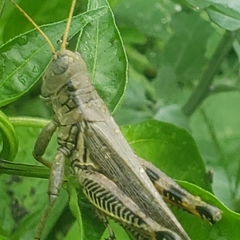 Melanoplus differentialis