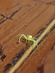 Thomisidae
