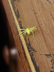 Thomisidae