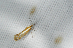 Argyresthia canadensis
