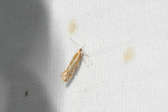 Argyresthia canadensis