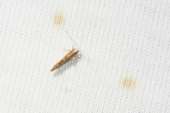 Argyresthia canadensis