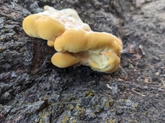 Laetiporus sulphureus