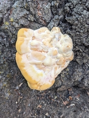 Laetiporus sulphureus