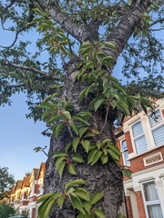 Laetiporus sulphureus