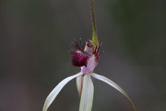 Caladenia lorea