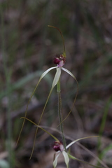Caladenia lorea