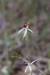 Caladenia lorea