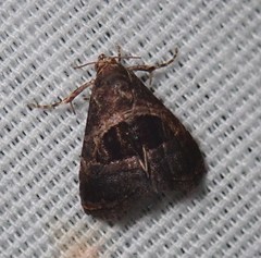 Tripudia rectangula