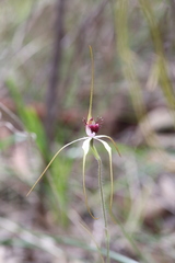 Caladenia lorea