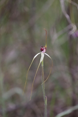 Caladenia lorea