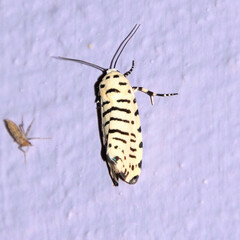 Tarache idella