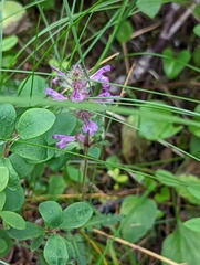 Pedicularis verticillata