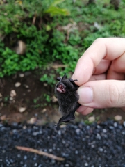 Myotis nigricans