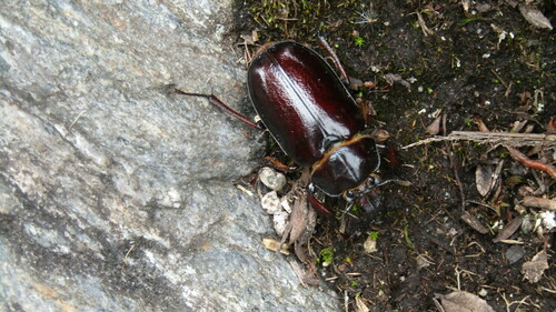 Sphaenognathus taschenbergi photographed in Venezuela