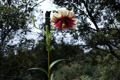 Lilium primulinum