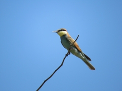 Merops apiaster