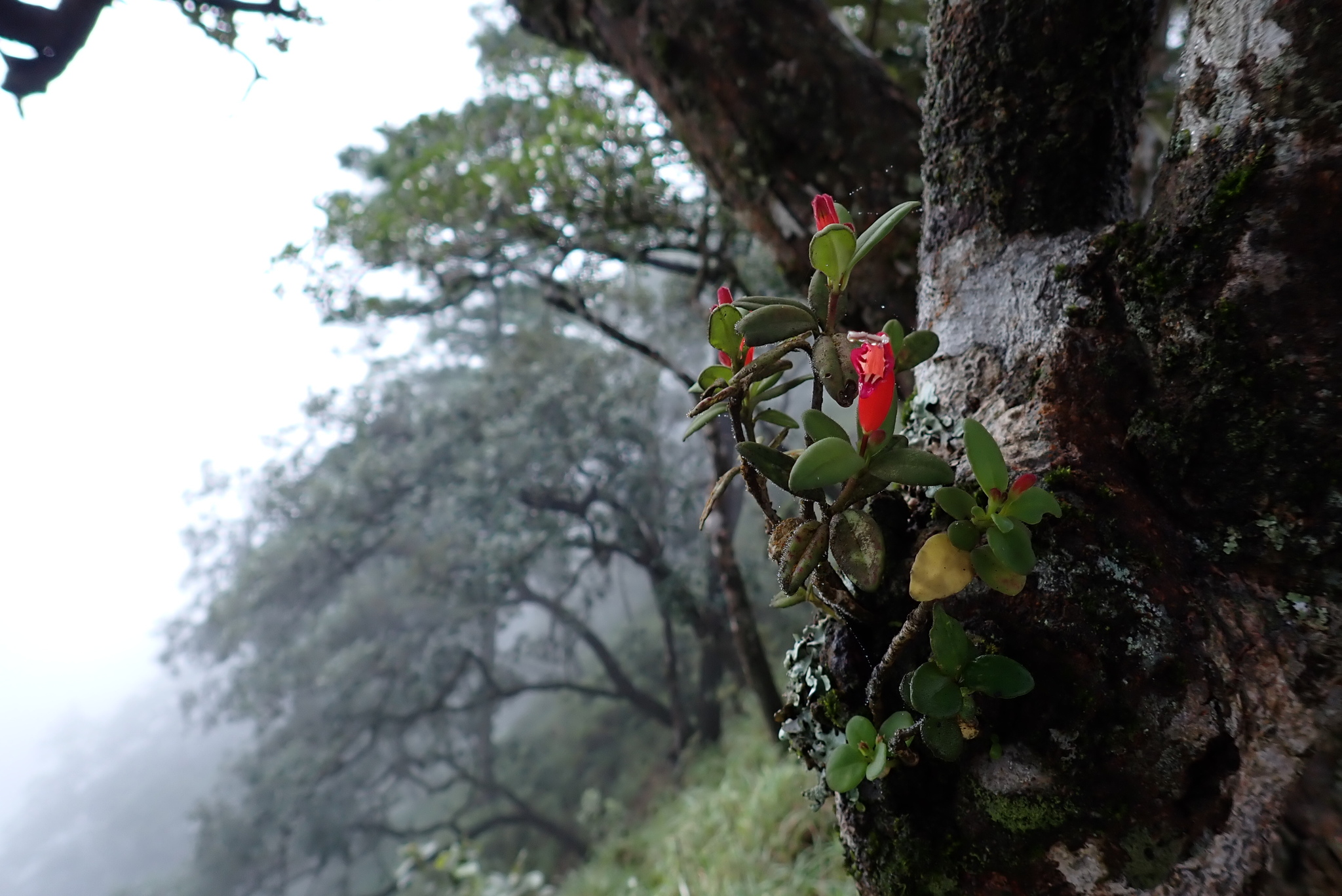 Aeschynanthus andersonii C.B.Clarke