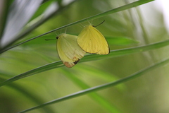 Pyrisitia dina