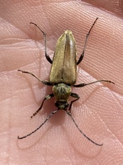 Lepturobosca