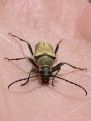 Lepturobosca