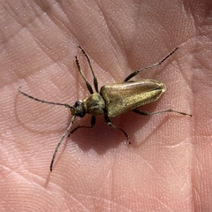 Lepturobosca