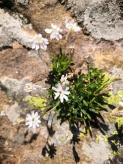 Silene borderei