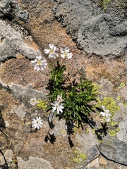 Silene borderei
