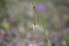 Caladenia lorea