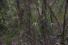 Caladenia lorea