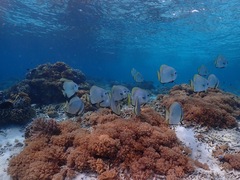 Platax boersii