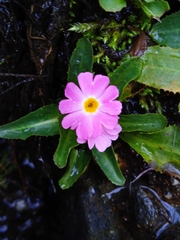 Primula rosea