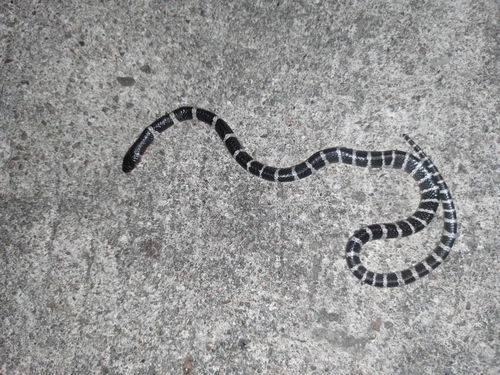Many-banded Krait