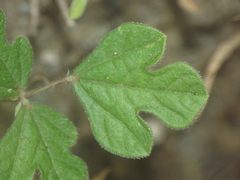 Vigna indica