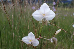 Murdannia gigantea