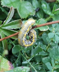 Lycia alpina