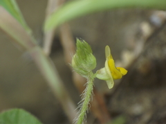 Vigna indica