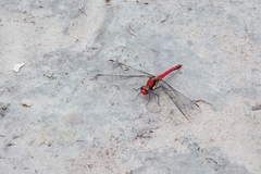 Sympetrum hypomelas