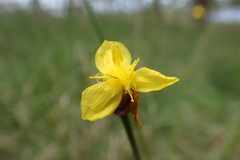 Xyris indica