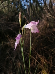 Gladiolus gracilis