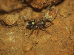 Coenoptychus pulcher