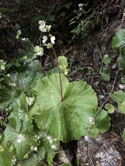 Begonia monophylla