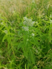 Achillea millefolium image