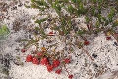 Darwinia sanguinea
