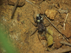 Coenoptychus pulcher