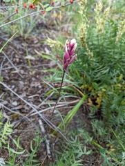 Castilleja raupii