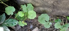 Hydrocotyle nepalensis