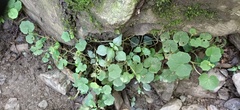 Hydrocotyle nepalensis