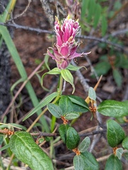 Castilleja raupii
