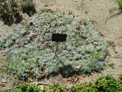 Artemisia pedemontana